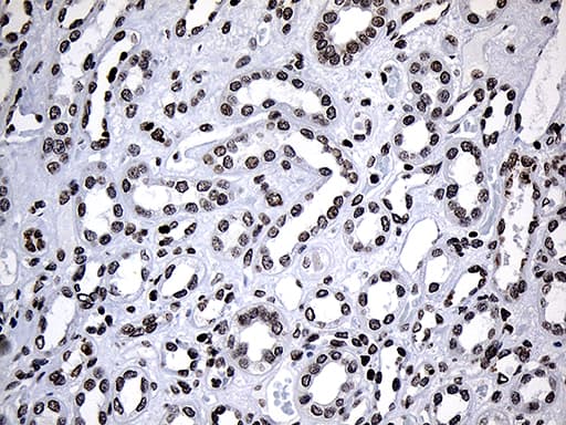 SF3B6 / SF3B14 Antibody (clone OTI8A1, Carrier-free)