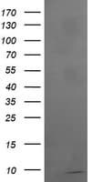 ROMO1 Antibody (clone OTI1G4)