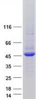 Human UBL7 Protein (Recombinant Myc-DDK (Flag))