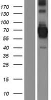 CENPB Protein (Over-Expression Lysate Myc-DDK (Flag))