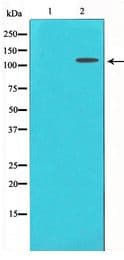 PathPlus™ IL6ST / CD130 / gp130 Antibody