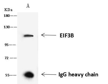 Polyclonal Rabbit anti-Human EIF3B Antibody (WB)