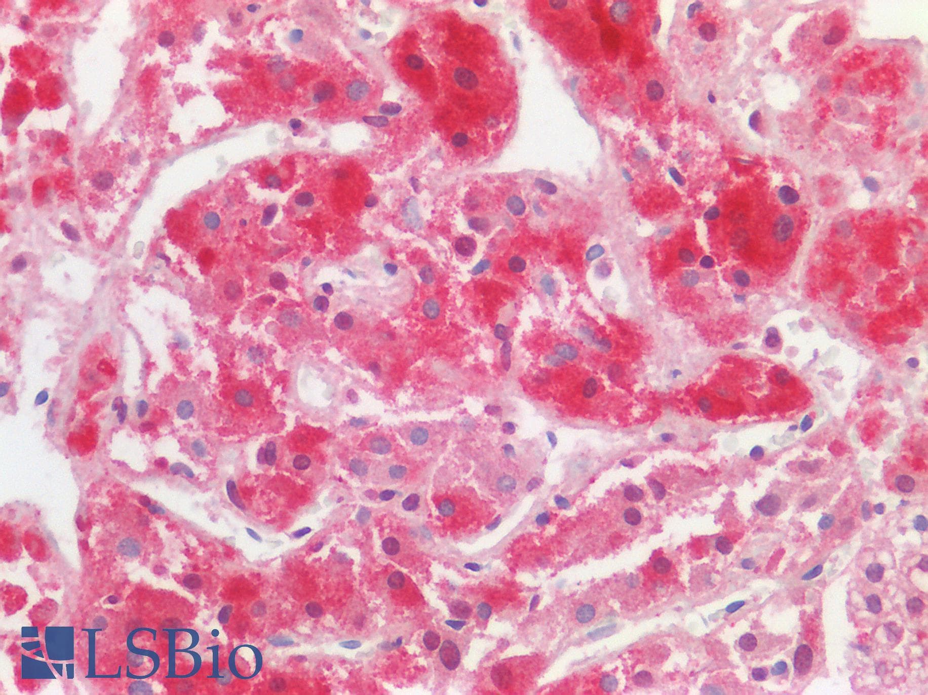 Polyclonal Rabbit anti-Human HS2ST1 Antibody (aa252-301, IHC, WB)