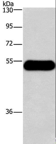 HRH3 / Histamine 3 Receptor Antibody