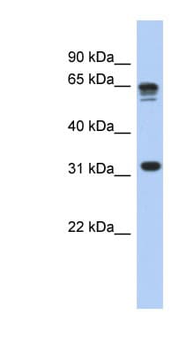 RPS3A / Ribosomal Protein S3A Antibody (aa35-84)