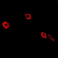 NEK3 Antibody