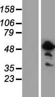 ASPHD2 Protein (Over-Expression Lysate Myc-DDK (Flag))