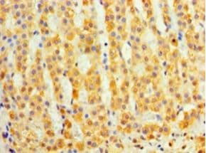 DAND5 Antibody (aa23-189)