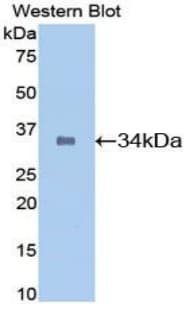 Osteonectin / SPARC Antibody (aa18-302)