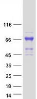 Human ZKSCAN3 / ZNF306 Protein (Recombinant Myc-DDK (Flag))