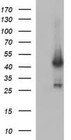 MAPK13 / p38delta Antibody (clone OTI12D2)