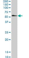 SMAD5 Antibody (clone 2D7)