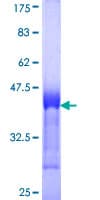Human APOBR / APOB48R Protein (Recombinant GST, N-terminus)