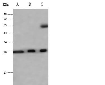 IL36A Antibody (Preservative Free)