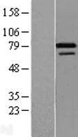 ZNF8 Protein (Over-Expression Lysate Myc-DDK (Flag))