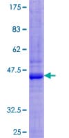 Human SIRPB1 / CD172b Protein (Recombinant GST)