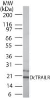 Tnfrsf23 / DcTrailR1 Antibody (aa156-168)
