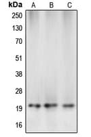 CASP5 / Caspase 5 Antibody (Internal)
