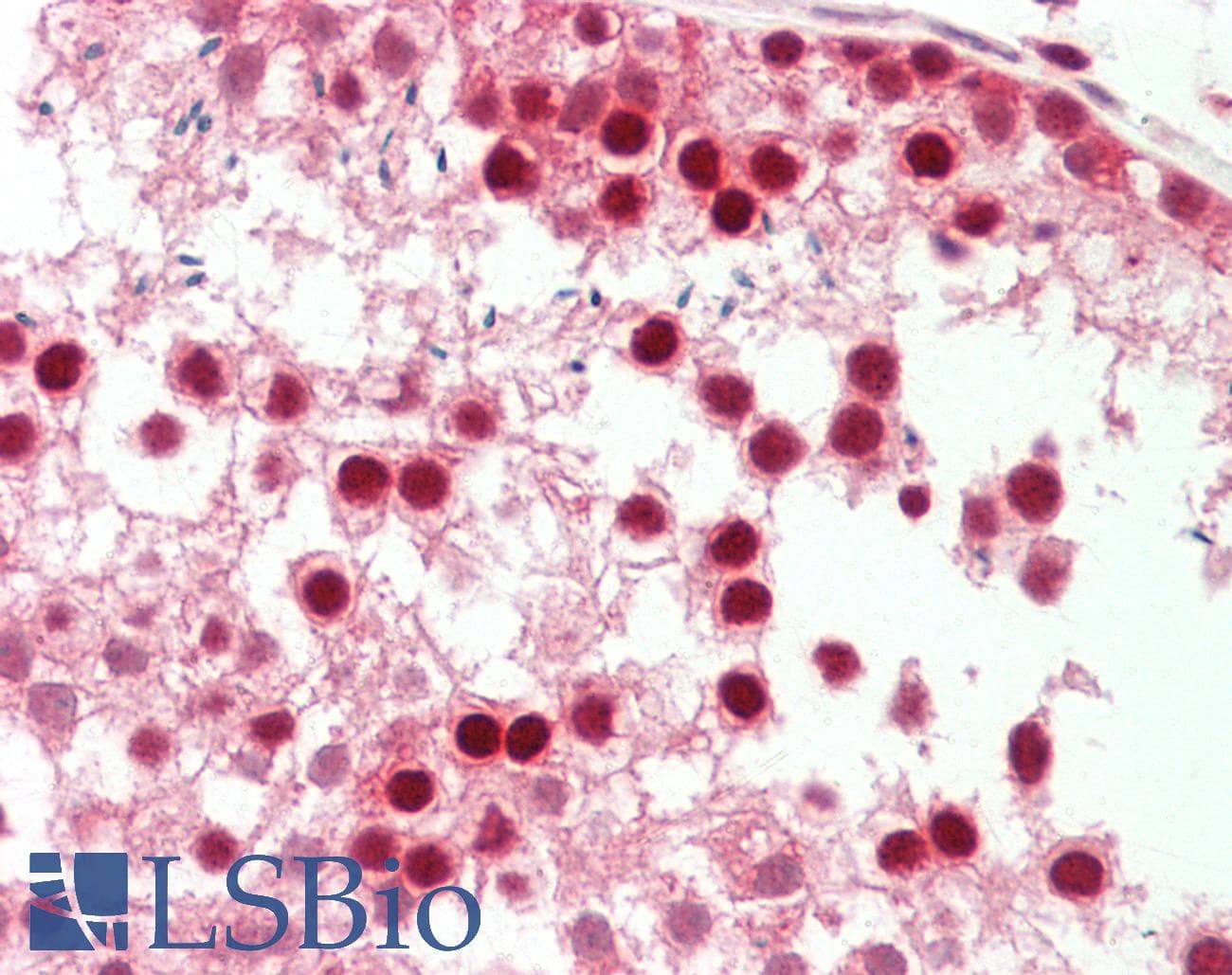 IHC-plus™ PIN1 Antibody