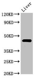 Polyclonal Rabbit anti-Human PREB Antibody (IHC, WB)