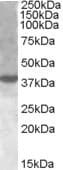 IHC-plus™ XBP1 Antibody (Internal Region)
