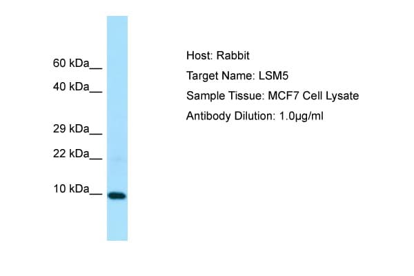 LSM5 Antibody (C-Terminus)