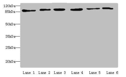 MCM3 Antibody (aa1-295)