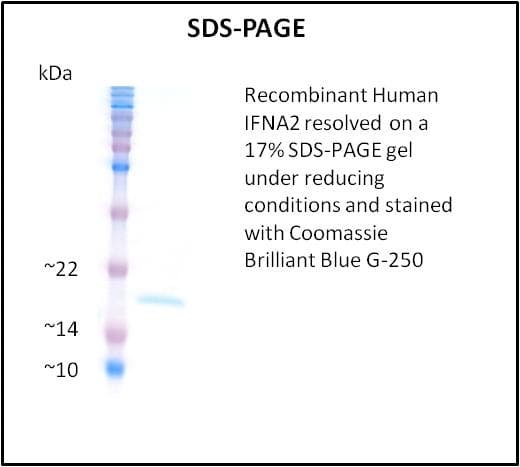Human IFNA2 / Interferon Alpha 2 Protein (Recombinant)