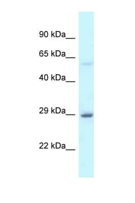 EIF6 Antibody (aa145-194)