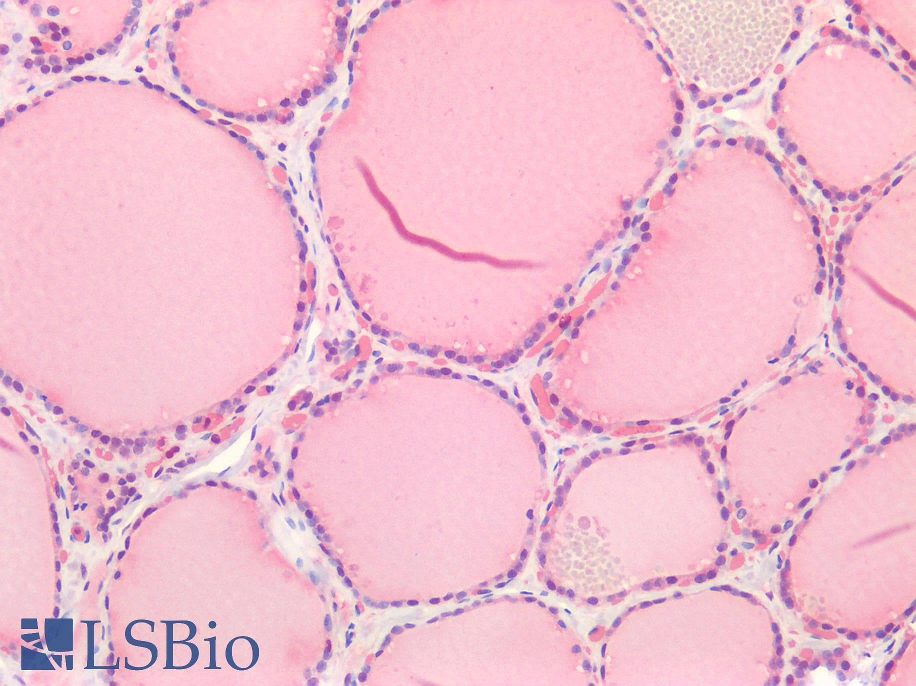 AXIN2 / Axin 2 Antibody (aa350-631)