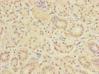 DEXI Antibody
