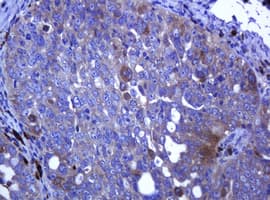 TCL / RHOJ Antibody (clone OTI1A9, Carrier-free)