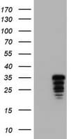 JUN / c-Jun Antibody (clone OTI3C1)