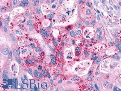 PathPlus™ GPR4 Antibody (C-Terminus)