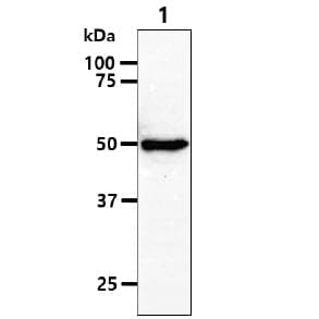TIP49 / RUVBL1 Antibody (clone AT1D6)