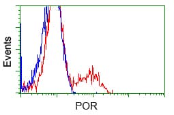 Monoclonal Mouse anti-Human CYPOR / POR Antibody (clone OTI1B11, IHC, IF, WB)