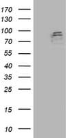 ANAPC2 / APC2 Antibody (clone OTI2A1)