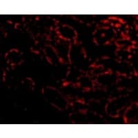RIPK3 / RIP3 Antibody