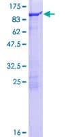 Human FGD2 Protein (Recombinant GST)