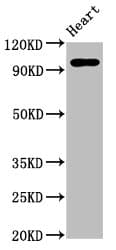 GRM2 / MGLUR2 Antibody