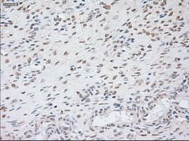GAD1 / GAD67 Antibody (clone OTI3H2)