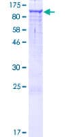 Human INTS4 Protein (Recombinant GST)