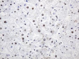 PCNA Antibody (clone OTI1H10)