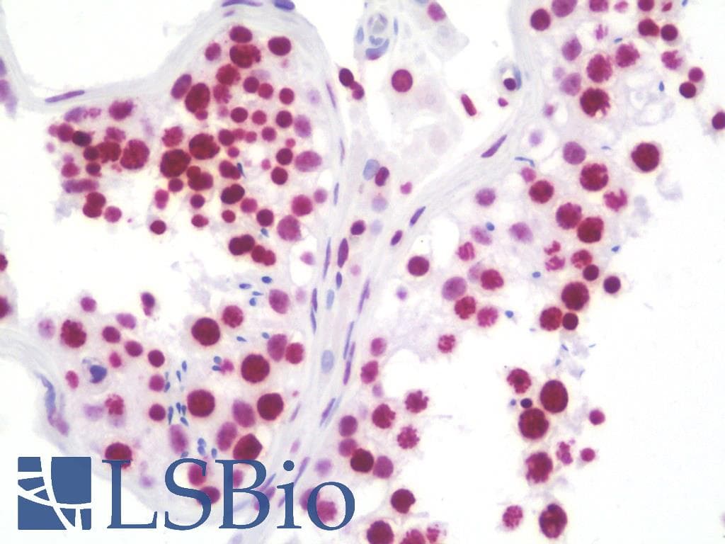 RASSF1 / RASSF1A Antibody (aa1-341, clone 8.00E+04, Carrier-free)