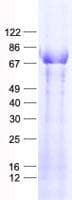 Human ZNF354B Protein (Recombinant His, N-Terminal)