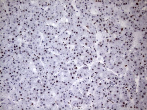 HnRNP A0 Antibody (aa139-183, clone OTI8H8)