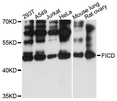 HYPE / FICD Antibody