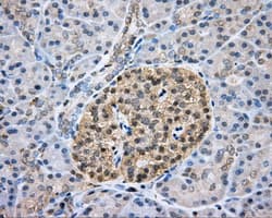 CAPZA1 / CAPZ Alpha 1 Antibody (clone OTI2G4)