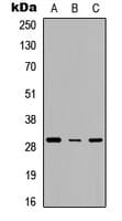 TNFRSF4 / CD134 / OX40 Antibody (C-Terminus)