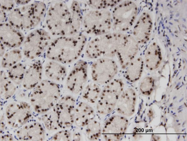 ZNF256 Antibody (clone 3H7)